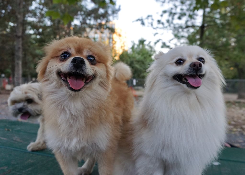 white and golden pomeranians and brown shihtzu on a table in the park