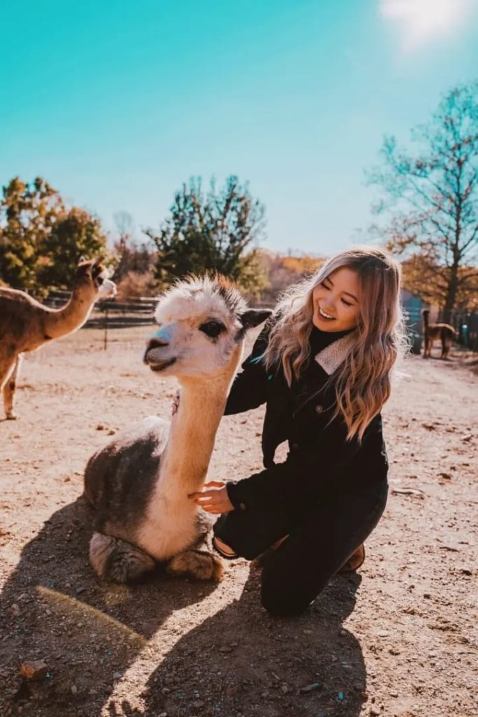 blonde asian girl sitting next to and petting a fluffy alpaca on a farm during daytime