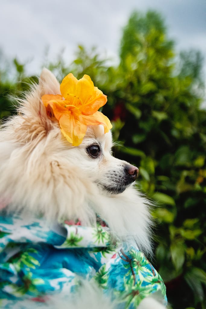 white dog in a blue hawaiian shirt and yellow flower on ear