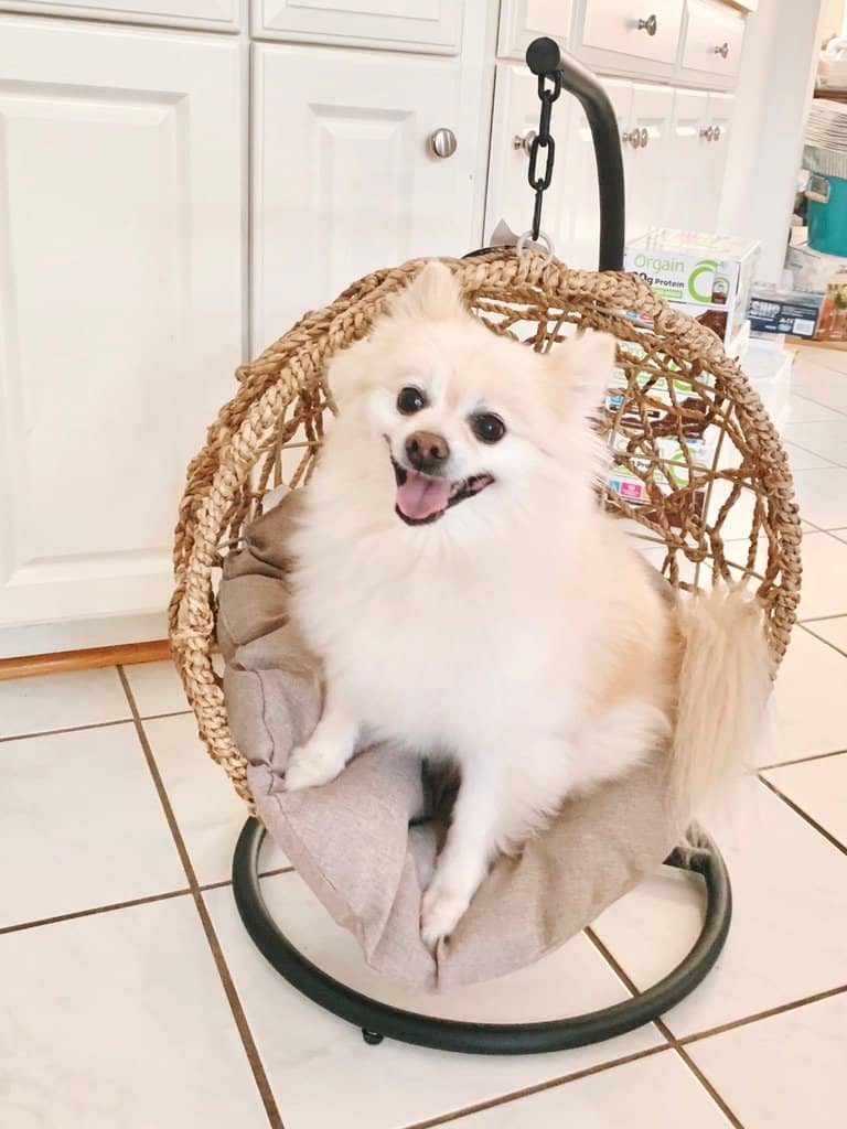 cute white pomeranian dog sitting in hanging circle rattan egg chair